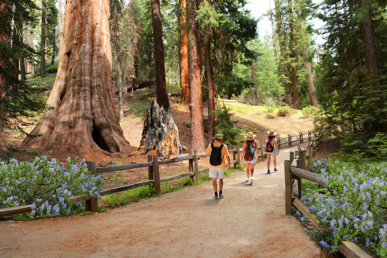 4) Sequoia and Kings Canyon National Parks