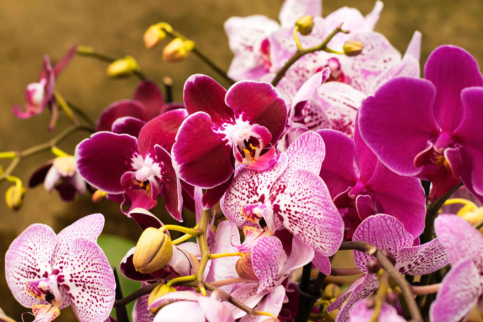 19. Wild Vanilla Orchid (Vanilla pompona)