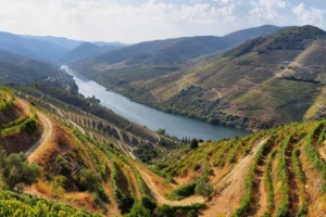Douro Valley Wine Tour